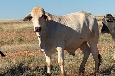 4 decks of Feeder Cattle