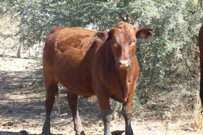 312 VGQ HGP Xbred & Brahman Feeder steers