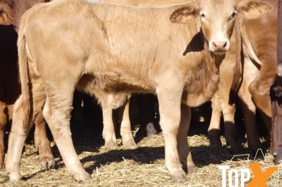 189 Weaned Santa X Heifers