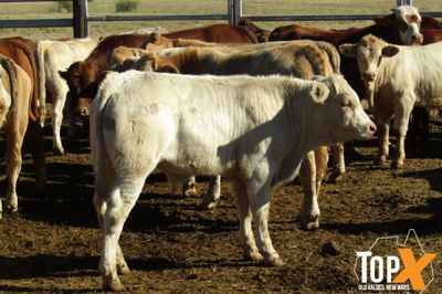 180 Weaned Bulls
