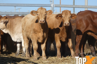 106 Weaned Santa X Steers