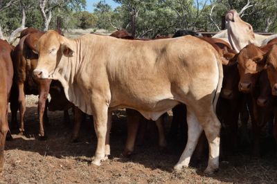 49 VGQ No.5 chance mated cross bred heifers