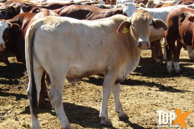 204 Weaned Steers