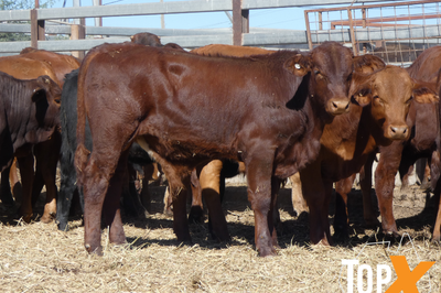 81 Weaned Santa X Bulls