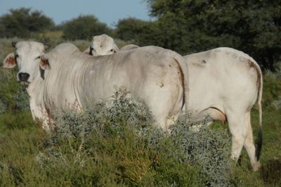 Approx. 600-1000 PTIC No3 Brahman Heifers