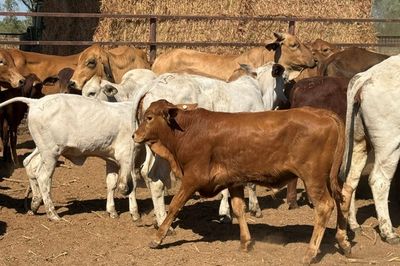 93x51 BrahmanX Cows and calves