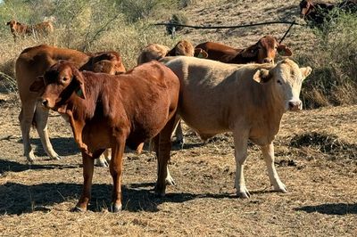 Approx. 192 DroughtmasterX No.5 Steers