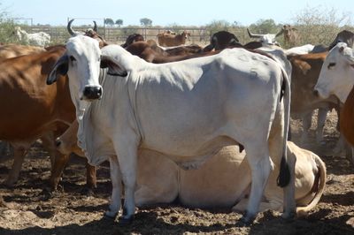 132 VGQ PTIC Brahman Cows