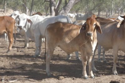 Approx. 850 Brahman No5s & No4s mixed sex