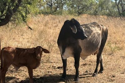 Approx. 70x70 Composite Cows & Calves