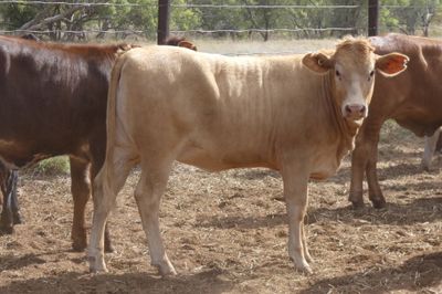 86 VGQ Crossbred No.6 mixed sex Weaners