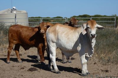 312 VGQ HGP Xbred & Brahman Feeder steers