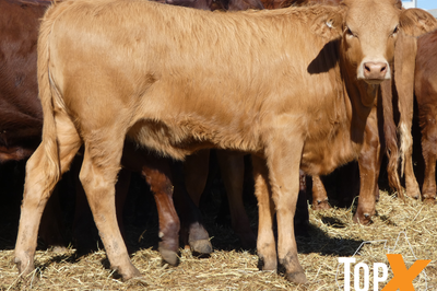 189 Weaned Santa X Heifers