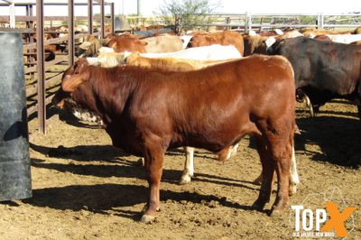 180 Weaned Bulls