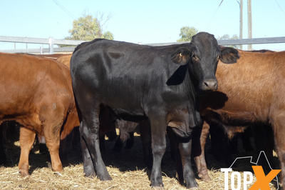 106 Weaned Santa X Steers