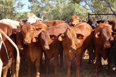 49 VGQ No.5 chance mated cross bred heifers