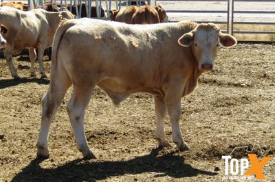 204 Weaned Steers