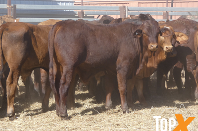81 Weaned Santa X Bulls