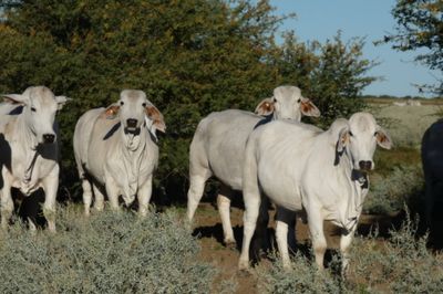 Approx. 600-1000 PTIC No3 Brahman Heifers