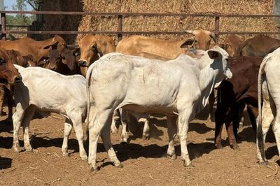 93x51 BrahmanX Cows and calves