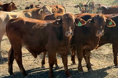 Approx. 192 DroughtmasterX No.5 Steers
