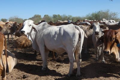132 VGQ PTIC Brahman Cows