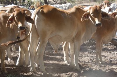 Approx. 850 Brahman No5s & No4s mixed sex