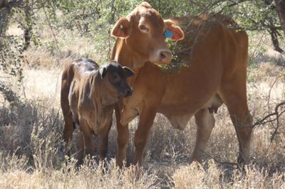 Approx. 70x70 Composite Cows & Calves