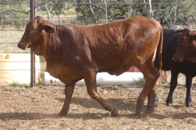 86 VGQ Crossbred No.6 mixed sex Weaners