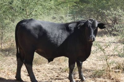 312 VGQ HGP Xbred & Brahman Feeder steers