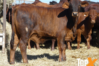 189 Weaned Santa X Heifers
