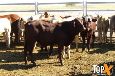 180 Weaned Bulls