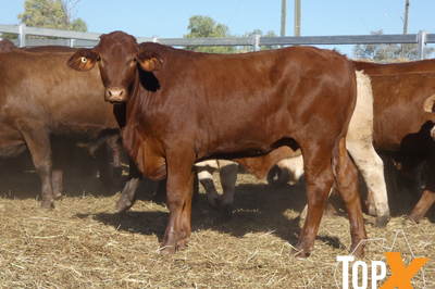 106 Weaned Santa X Steers