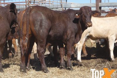 81 Weaned Santa X Bulls