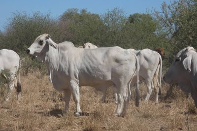 132 VGQ PTIC Brahman Cows