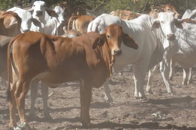 Approx. 850 Brahman No5s & No4s mixed sex