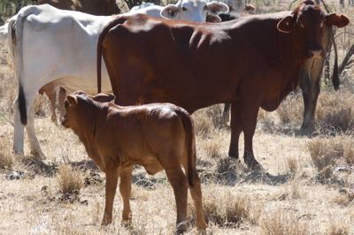 Approx. 70x70 Composite Cows & Calves