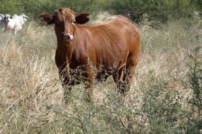 312 VGQ HGP Xbred & Brahman Feeder steers