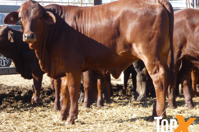 189 Weaned Santa X Heifers