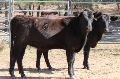 200 Angus/Santa Gertrudis/Charolais X Heifers