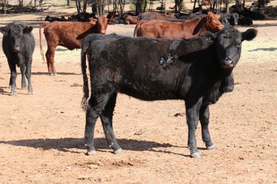 200 Angus/Santa Gertrudis/Charolais X Heifers