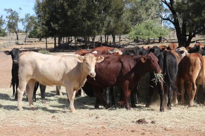 200 Angus/Santa Gertrudis/Charolais X Heifers