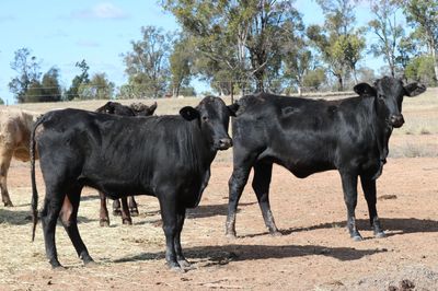 200 Angus/Santa Gertrudis/Charolais X Heifers