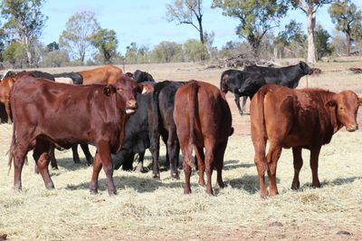200 Angus/Santa Gertrudis/Charolais X Heifers