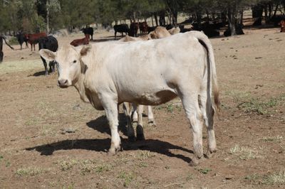 200 Angus/Santa Gertrudis/Charolais X Heifers