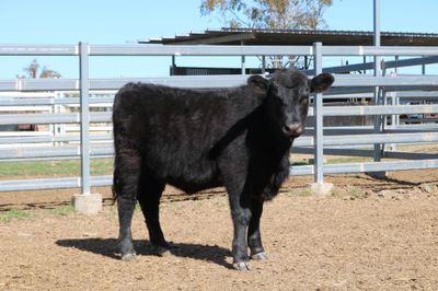 114 VGQ Angus Heifers