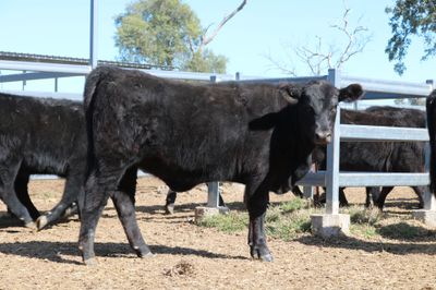114 VGQ Angus Heifers
