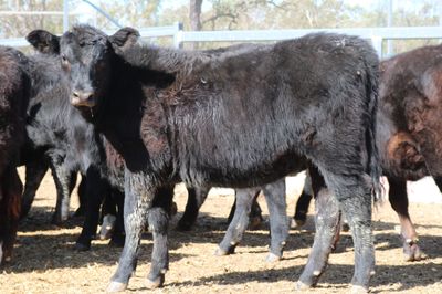 114 VGQ Angus Heifers