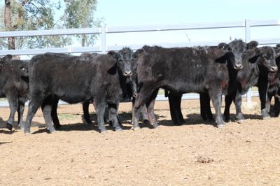 114 VGQ Angus Heifers