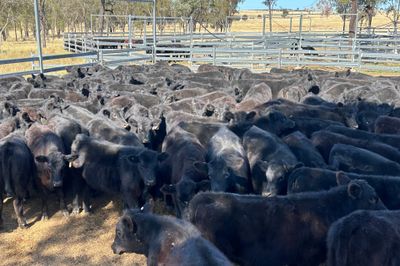 114 VGQ Angus Heifers